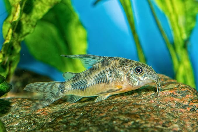 Super Catfish & Bottom Feeder Mix with Soft BITS #7 A154 (Variety, 6oz)
