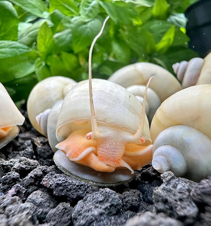AquaticMotiv® 3-Pack Ivory Mystery Snails (Pomacea Bridgesii) Large - Live Aquarium Freshwater Snails