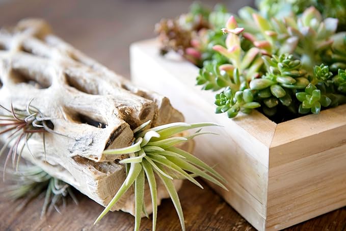 SuperMoss Cholla Wood, Natural, 12 in