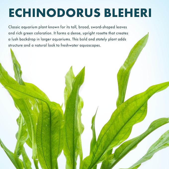 SubstrateSource Amazon Sword Echinodorus Bleheri Live Plant for Freshwater Aquariums, Natural Fish Tank Decorations, and Aquatic Decor (3 Pots (6-9 Plants))