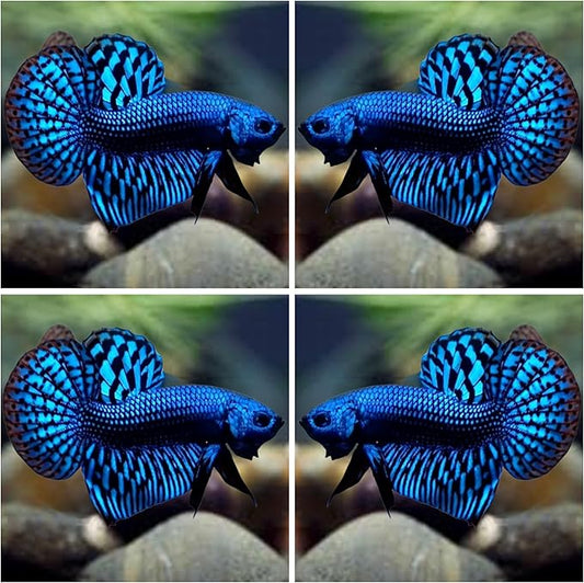 D&A Tropical Live Fish-1 Male Wild Betta Alien Live Fish- Live Betta Fish for Pond, Fish Tank or Aquarium, Live Fish Freshwater (Alien Blue)