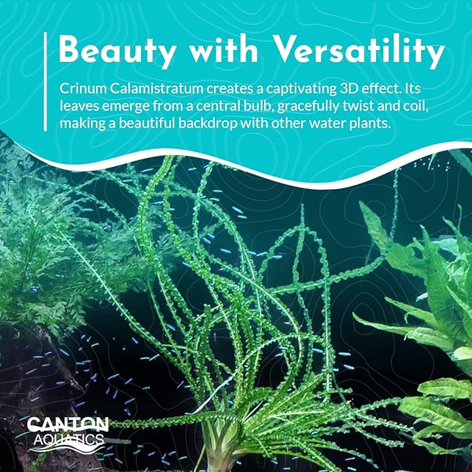 Live Aquarium Crinum Calamistratum Plant - Improve Water Quality - Promotes Aquatic Breeding - Fast Growth, Long Lasting & Easy to Care - 1 Crinum Calamistratum Plant, Green