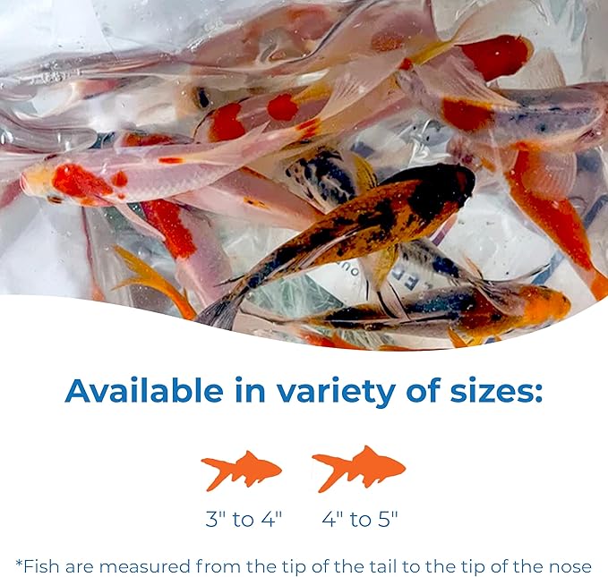 Toledo Goldfish Live Shubunkin and Sarasa Goldfish Combo, Live Fish with a Variety of Colors and Patterns - Perfect for Ponds, Tanks, and Aquariums - 3-4 Inches, 12 of Each, 24 Total Count