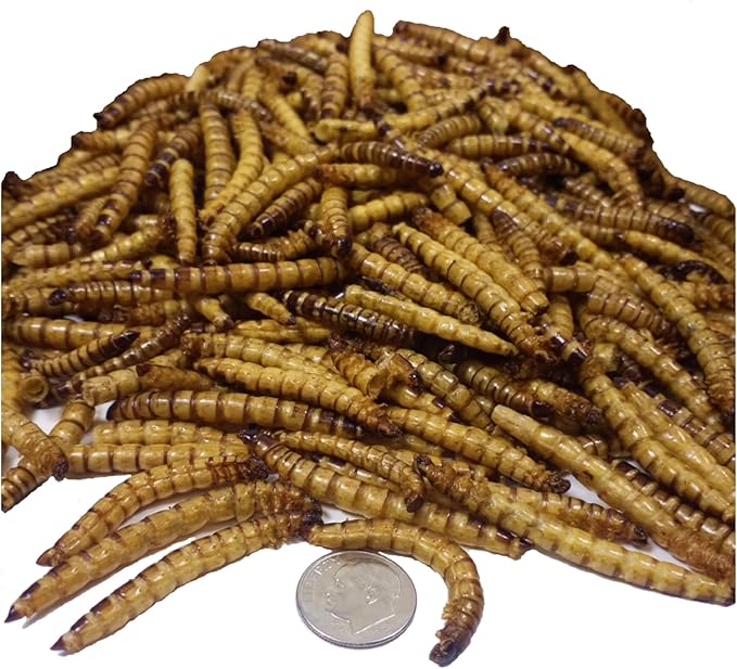 Superworms- Freeze Dried Superworms for Tropical Fish, Reptiles, Turtles, Tortoises, Frogs, Hamsters, Birds, Rodents…8oz Med Jar