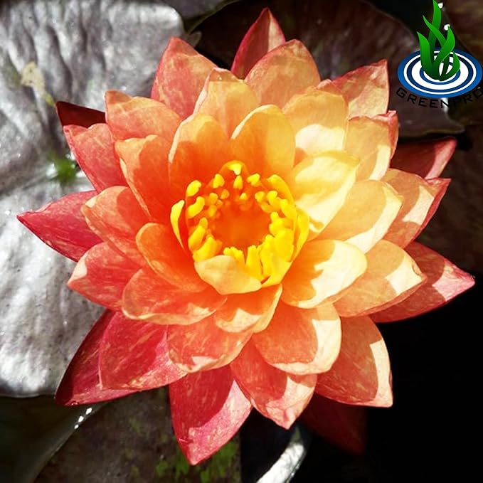 Live Aquatic Plant Nymphaea Wanwisa Red Hardy Water Lilies Tuber for Aquarium Freshwater Fish Pond