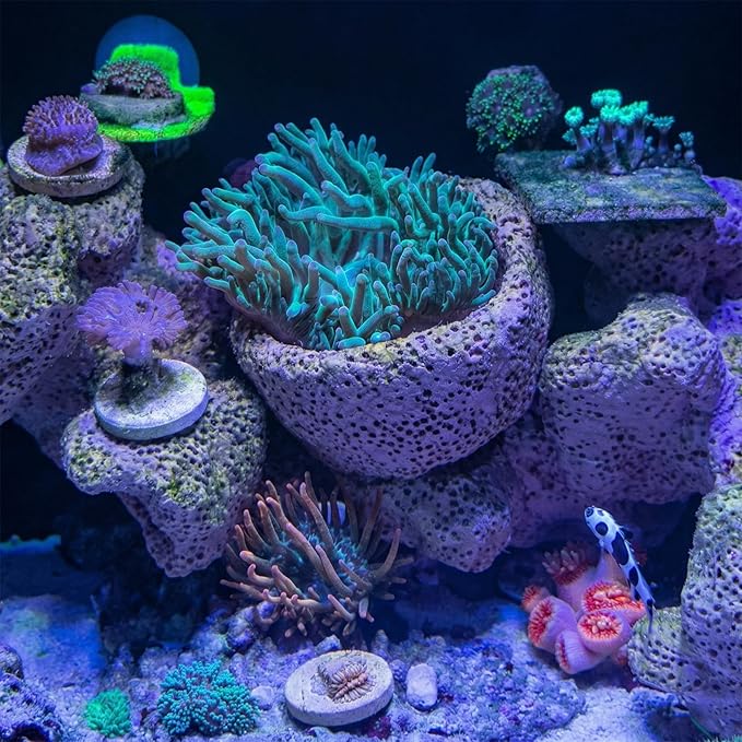 Anemone Nest, Saltwater Aquarium Accessories, Anemone Ideal Habitat, Nipple Nest for Aquarium Aquascaping (Flat Mouth 2.75 in) (Large)