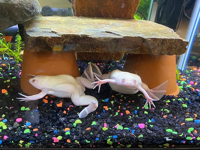 Juvenile Axolotl Soft Food PELLETS 2.4mm,Salamander,Frog,Newts,A282 (32oz - 2 LBS.)