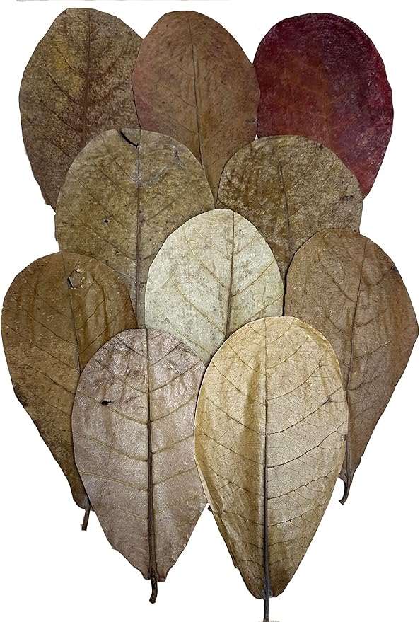 Awesome Aquatic Shrimp Combo Kit 10 Each Catappa, Mulberry and Dadap Leaves, Alder & Casuarina Cones, 10 g Catappa Bark and 1-6 inch Cholla Wood