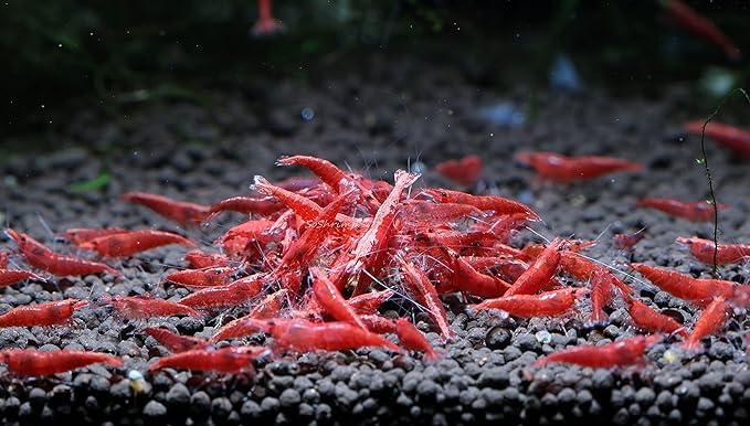 Live Freshwater Aquarium Shrimp - Neocaridina (Red Cherry, 10 Pack)