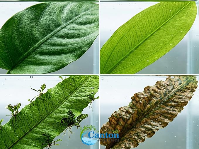 Live Aquarium Plants Essential Bundle 4 Pack for Up to 60 Gallon Tanks, Assorted Freshwater Plants
