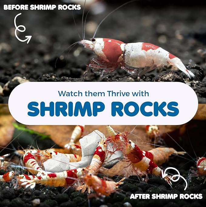 SunGrow Shrimp Rocks for Aquarium, 4-oz. Calcium Stones for Shrimp, Freshwater Aquarium Calcium Rocks for Snails, Recreate Shrimp Habitat, Feeder Discs for Crabs & Crayfish, Snail Tank Accessories