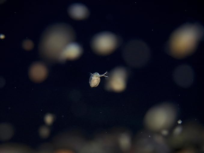 Aquatic Arts Live Daphnia Magna 200PK, Fish Food, Freshwater Crustaceans Plankton for Freshwater Aquarium, Food for Betta Fish Tank Live Freshwater Fish Food, Fish Tank Cleaner