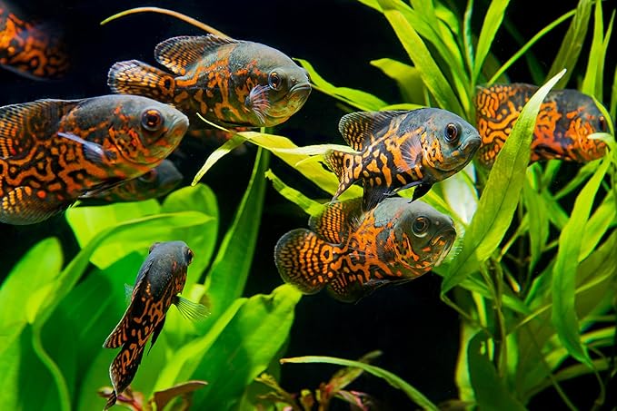 Large Floating PELLETS 6.5 with Krill & SPIRULINA for Koi,Oscar,Pond Fish,Cichlids,A15 (8oz)