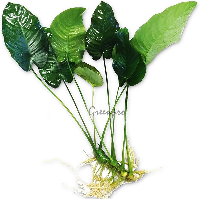 Anubias Barteri Large | Broad Leaf Live Aquarium Plant for Freshwater Fish Tank