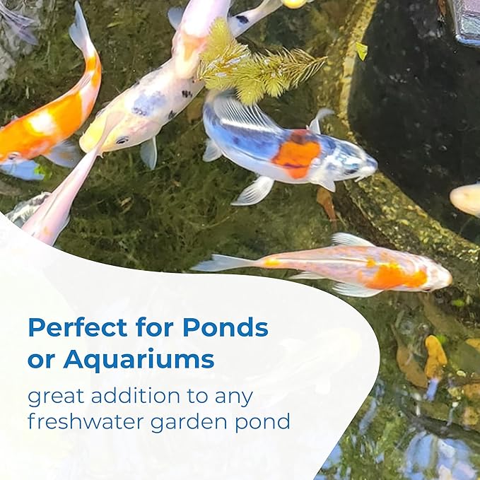 Toledo Goldfish Butterfly Fin Koi, Variety of Colors and Patterns - Perfect for Ponds or Aquariums - 3-4 Inches, 50 Count