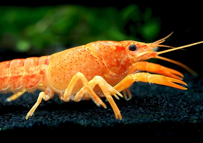 Aquatic Arts Neon Red Crayfish (Male / Female Pair) | Live Freshwater Aquarium Lobster / Crawfish / Crawdad / Real Living Fish Tank Pet