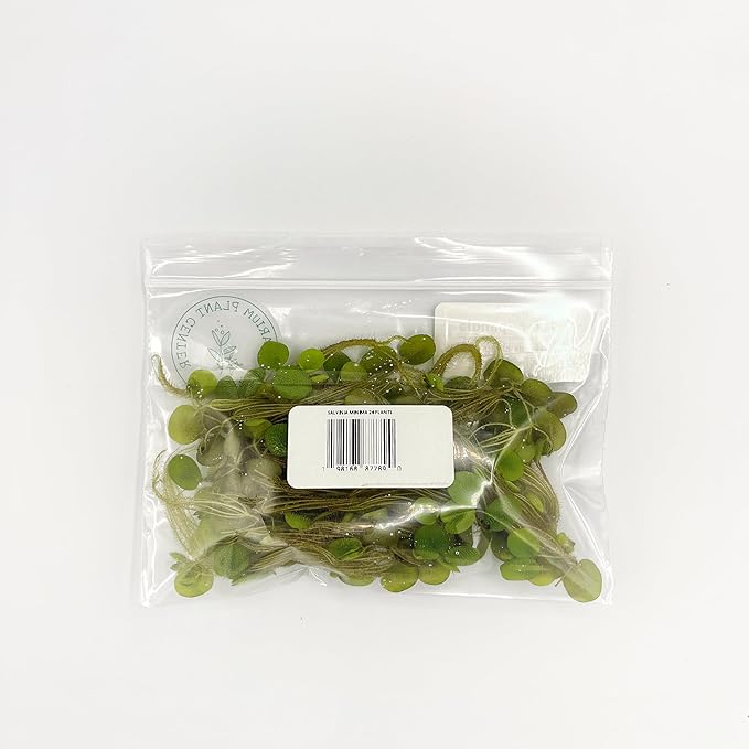 Water Spangle, Salvinia Minima, Live Aquarium/Aquatic/Freshwater/Floating/Pond Plant/Planted Tank/Aquascaping/Paludarium by Aquarium Plant Center (24 Plants, 120+ Leaves)