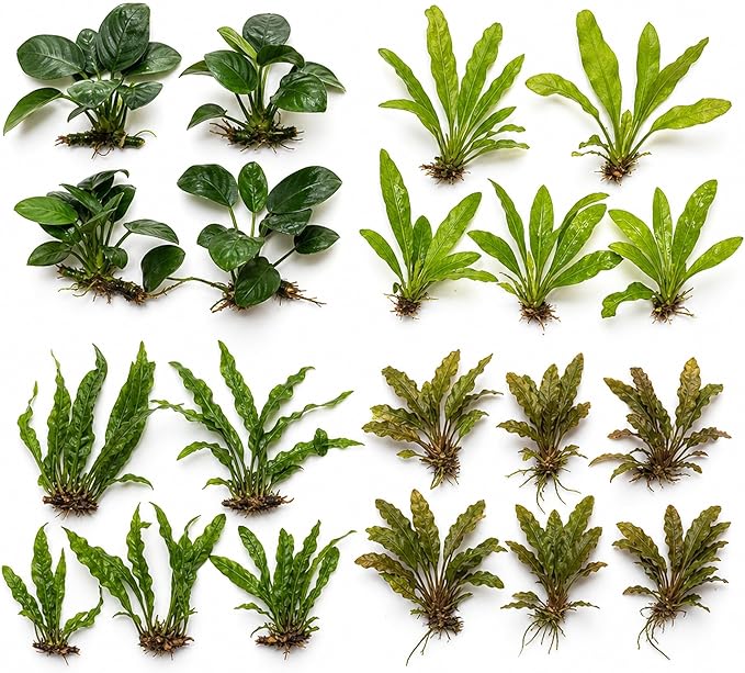 Live Aquarium Plants Essential Bundle 4 Pack for Up to 60 Gallon Tanks, Assorted Freshwater Plants