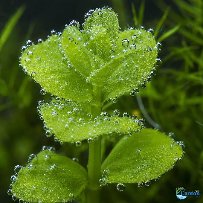 Moneywort Bacopa Monnieri Live Aquarium Plant Stem Bundle Freshwater Easy Beginner Background Plant - Low-Medium Light