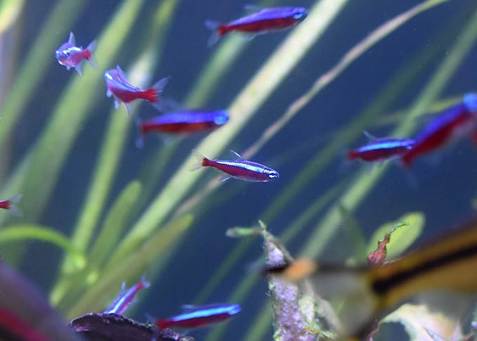 Seachem Prime and Stability Aquarium Conditioners - Freshwater and Saltwater Chemical Remover, Detoxifier, and Tank Stabilizer