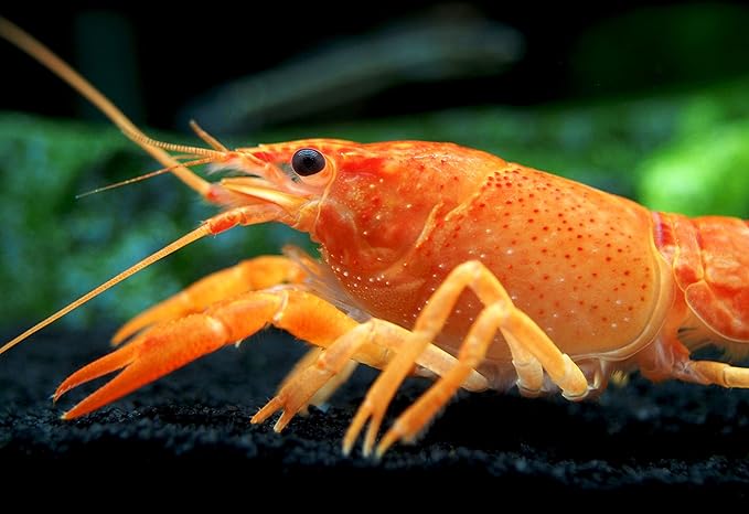 Aquatic Arts Neon Red Crayfish (Male / Female Pair) | Live Freshwater Aquarium Lobster / Crawfish / Crawdad / Real Living Fish Tank Pet