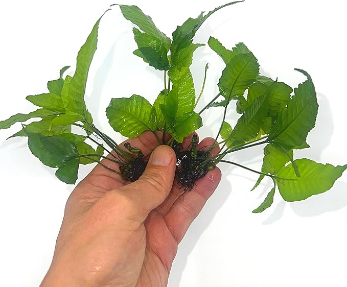 3 Aquatic Plants Bundle | Live Plants for Freshwater Aquariums (3 X Bolbitis Asiatica Plants)