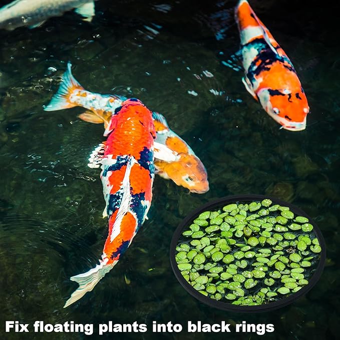 PAGOW 10pcs Fish Feeding Rings Set, 5 Sizes Round Floating Aquarium Plant Corral, Fish Tank Aquarium Accessories for Betta (Black)
