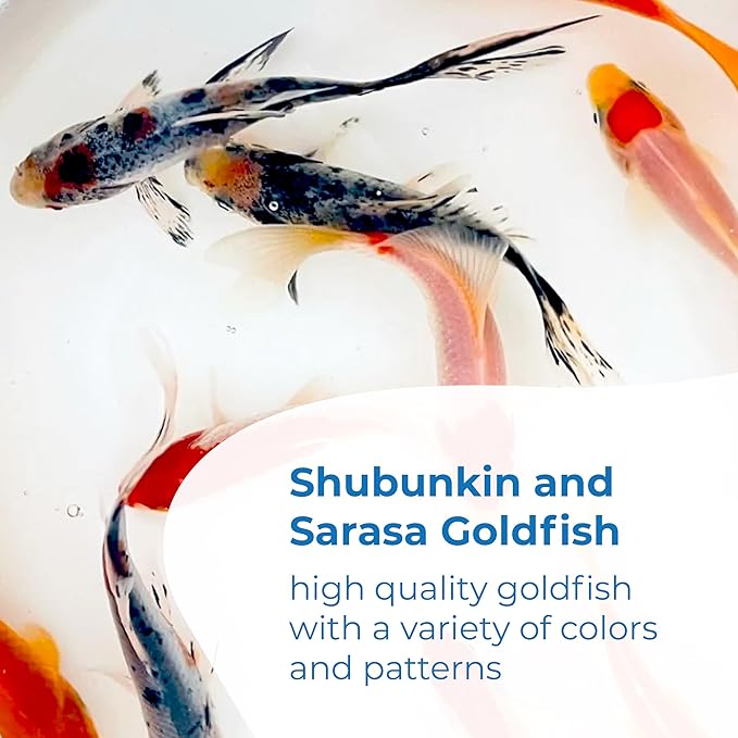 Toledo Goldfish Live Shubunkin and Sarasa Goldfish Combo, Live Fish with a Variety of Colors and Patterns - Perfect for Ponds, Tanks, and Aquariums - 3-4 Inches, 12 of Each, 24 Total Count