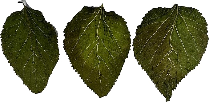 Awesome Aquatic Mulberry Shrimp Leaves Natural Botanical Leaf Food Organic Treat Aquarium Fish Shrimp Terrarium High Protein Vitamin Mineral Fiber Healthy Habitat Environment (Mulberry 50 pk)