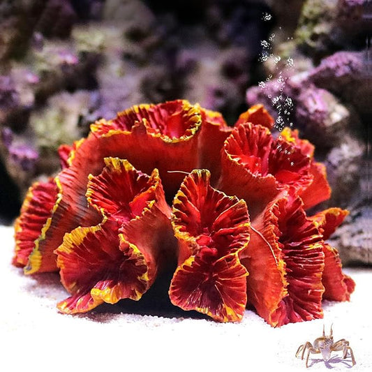 Besimple Aquarium Coral Ornaments Decor Fish Tank Plants Decoration for Aquarium Landscape,Red