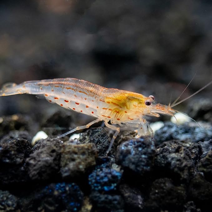Aquatic Arts Sun Orange Amano Shrimp – Live Freshwater Algae-Eater (Caridina multidentata) | Hardy & Tank-Bred | Peaceful Shrimp for Planted Aquariums | 100% Live Arrival Guarantee (5 Shrimp)