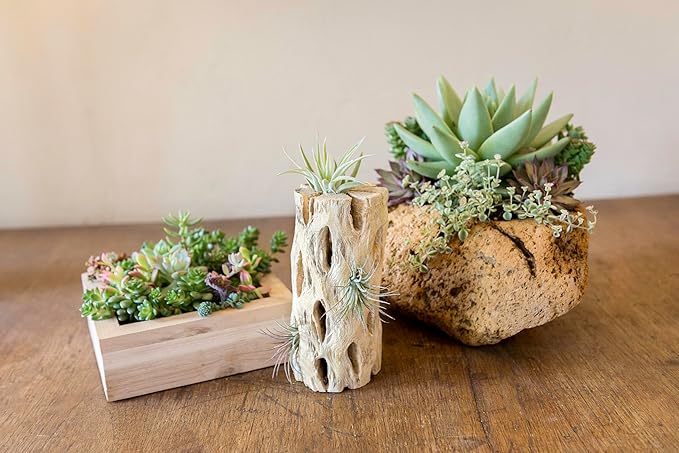 SuperMoss Cholla Wood, Natural, 12 in