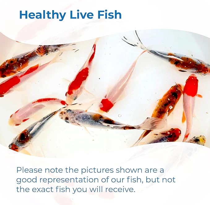Toledo Goldfish Live Shubunkin and Sarasa Goldfish Combo, Live Fish with a Variety of Colors and Patterns - Perfect for Ponds, Tanks, and Aquariums - 3-4 Inches, 12 of Each, 24 Total Count