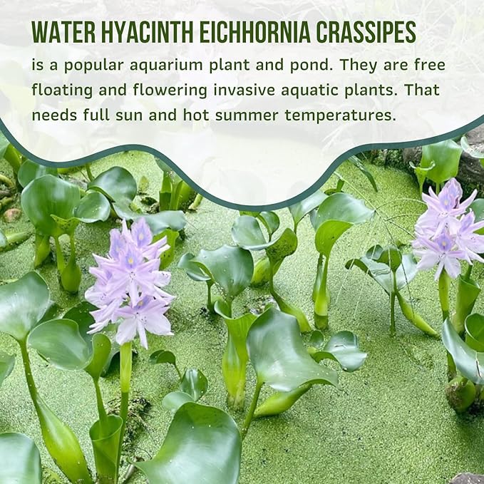 Mainam Water Hyacinth Eichhornia Crassipes Tropical Freshwater Live Aquarium Plant Decorations (1 Pack)