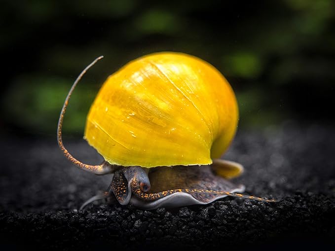Aquatic Arts 3 Live Olive Jade Mystery Snails Freshwater Aquarium Scraper | Real Nano Fish Tank Pet | Glass Clearing Snail | Natural Decor