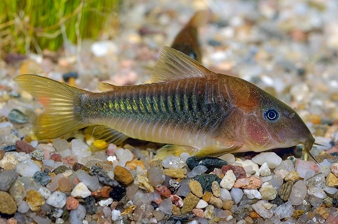 Super Catfish & Bottom Feeder Mix with Soft BITS #7 A154 (Variety, 1oz Sample)