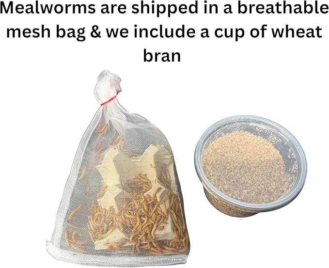 250 Count High Protein Live Mealworms for Reptiles, Amphibians and Birds