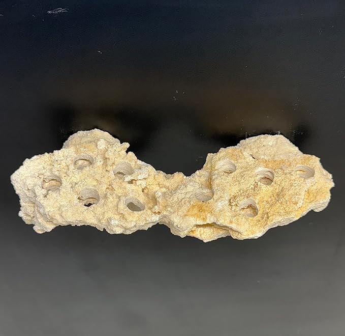 Magnetic Coral Reef Rock Frag Rack