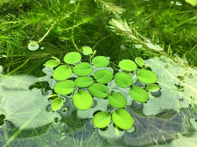 Water Spangle, Salvinia Minima, Live Aquarium/Aquatic/Freshwater/Floating/Pond Plant/Planted Tank/Aquascaping/Paludarium by Aquarium Plant Center (24 Plants, 120+ Leaves)