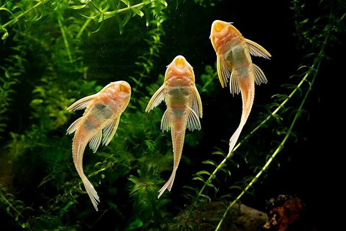 Super Catfish Mix with Soft BITS #7W,Krill,Spirulina,A154W (32oz - 2 LBS)