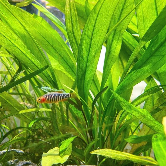 Amazon Sword Echinodorus Bleheri XXL Mother Pot Live Aquarium Plant Decorations