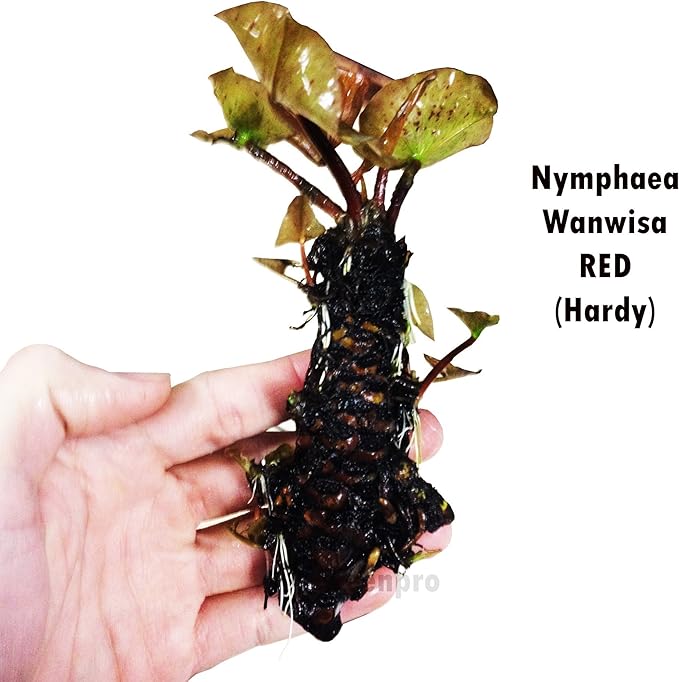 Live Aquatic Plant Nymphaea Wanwisa Red Hardy Water Lilies Tuber for Aquarium Freshwater Fish Pond