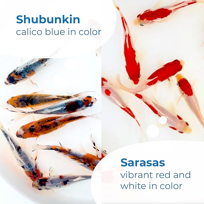 Toledo Goldfish Live Shubunkin and Sarasa Goldfish Combo, Live Fish with a Variety of Colors and Patterns - Perfect for Ponds, Tanks, and Aquariums - 5-6 Inches, 3 of Each, 6 Total Count