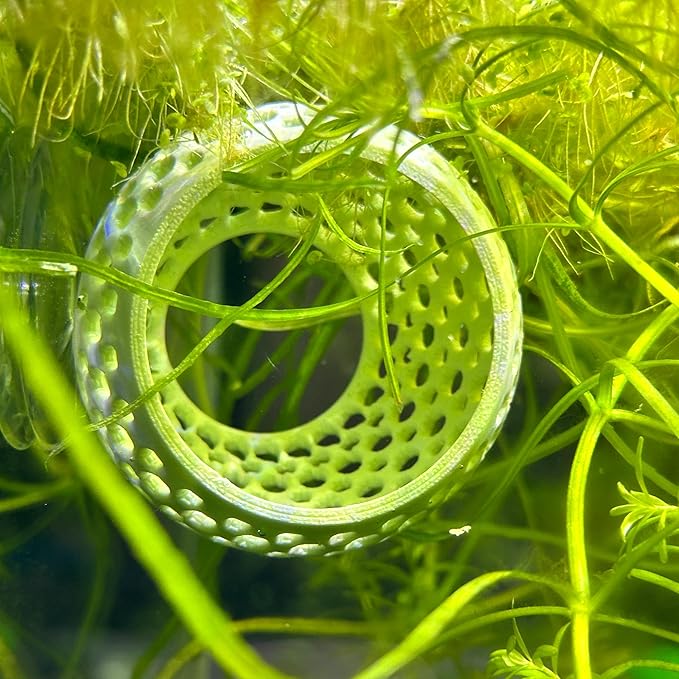 CTWPets Natural Betta Bulb Hide | Betta Rest Fish Tank Ornament | Aquarium Cave with Suction Cup for Small Fish Tank, Betta Habitat, Shrimp Hideout, Aquatic Decor (Transparent)