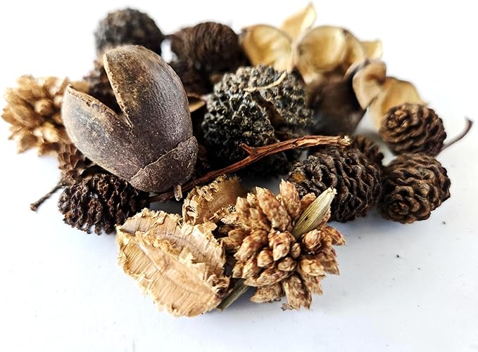 Natural Botanical Seed Pods, 37-Piece Premium Small Seed Pod Mixed Variety Pack, Bioactive Botanicals, Nano Terrarium Decor, Isopod Food and Hides, Aquarium Botanicals