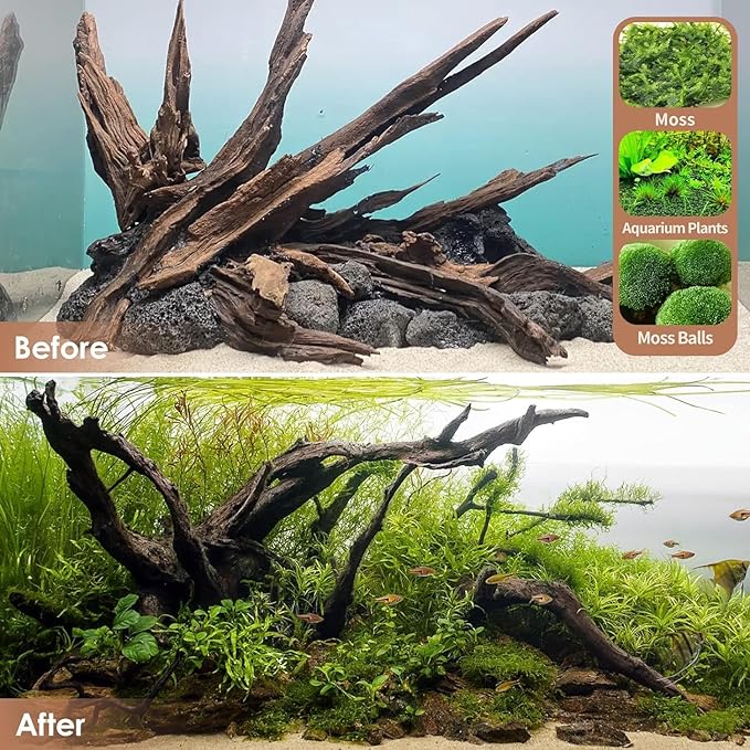 Jorewood Natural Large Aquarium Driftwood for Fish Tanks & Reptile Terrariums – Safe Fish Tank Decorations, Unique Twisted Branches 2-Piece 14-18 Inch Low Tannin, Easy to Sink