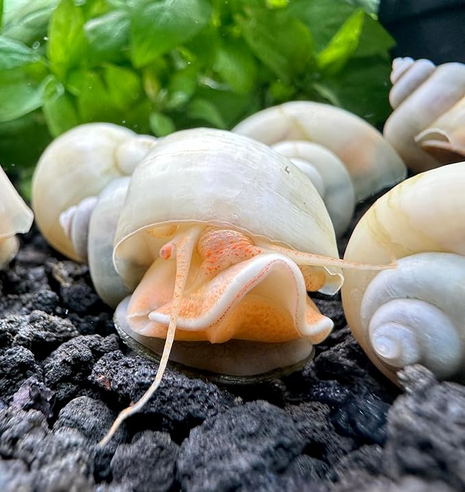 AquaticMotiv® 3-Pack Ivory Mystery Snails (Pomacea Bridgesii) Large - Live Aquarium Freshwater Snails