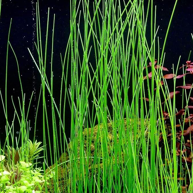 Aquarium Plants Discounts Potted Tall Hairgrass by AquaLeaf Aquatics - Easy Aquatic Live Plant- (Potted Tall Hairgrass, 5 Pack)