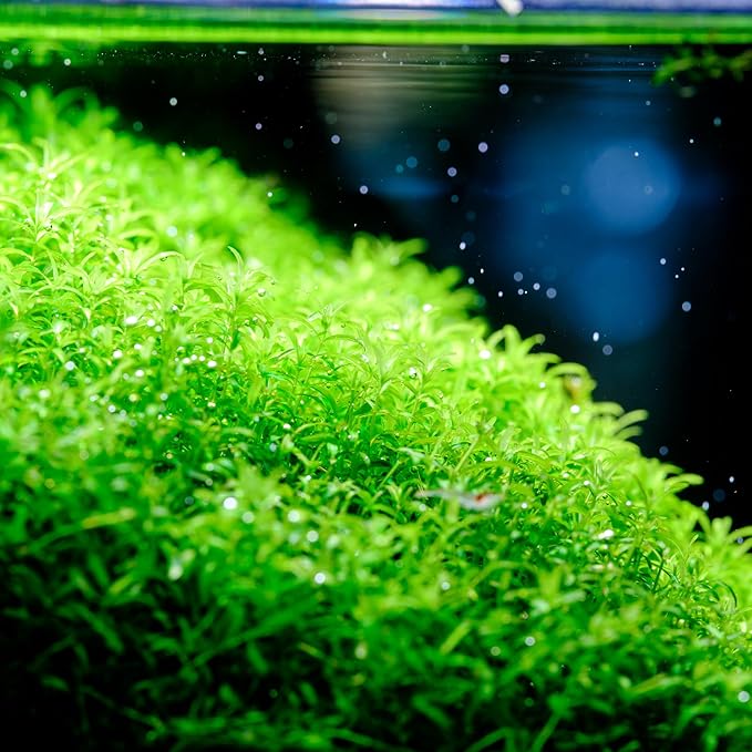 TWINSTAR LED EA Series Aquarium Light - Full Spectrum Fish Tank Light for Aquatic Plants for Aquarium, Built-in Timer & Dimmer (200EA | 20-30 cm - 17W)