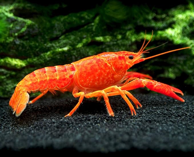 Aquatic Arts Neon Red Crayfish (Male / Female Pair) | Live Freshwater Aquarium Lobster / Crawfish / Crawdad / Real Living Fish Tank Pet